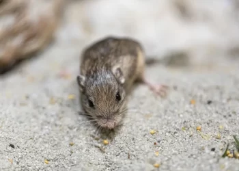 Tiny California mouse wins Guinness award for longevity