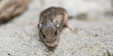 Tiny California mouse wins Guinness award for longevity