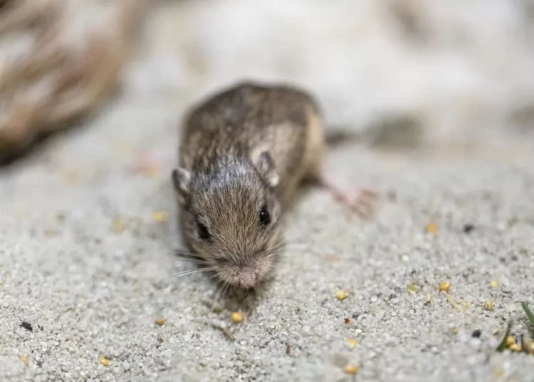Tiny California mouse wins Guinness award for longevity 1 - Egyptian Gazette