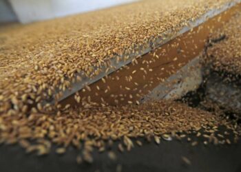 GASC signs contract for 240,000 tonnes of Russian wheat