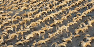 Mummified animals uncovered in Upper Egypt