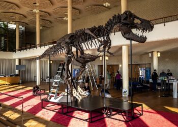 Rare T-Rex skeleton to go under the hammer in Switzerland