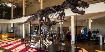 Rare T-Rex skeleton to go under the hammer in Switzerland
