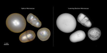 MIT, DANAT establish research collaboration on pearl identification 1 - Egyptian Gazette MIT, DANAT establish research collaboration on pearl identification
