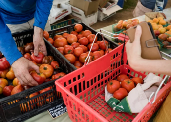 World food prices fall for 11th month running in February – FAO