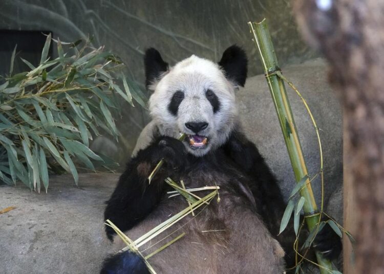 China welcomes Ya Ya the panda home after 20 years abroad 1 - Egyptian Gazette