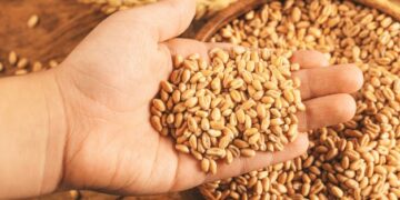 FEI lauds decision on increasing wheat ardeb to EGP 1500