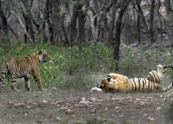 As tiger count grows, India’s Indigenous demand land rights