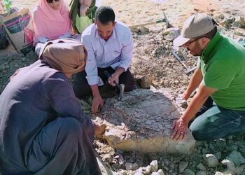 Egyptian team uncovers 70-million-year-old turtle in Kharga