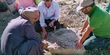 Egyptian team uncovers 70-million-year-old turtle in Kharga