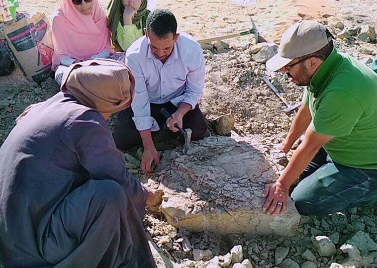 Egyptian team uncovers 70-million-year-old turtle in Kharga 1 - Egyptian Gazette