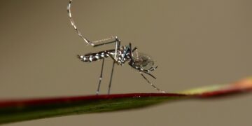Argentina battles major dengue outbreak with atomic radiation