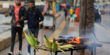 Egypt begins offering corn on commodities exchange 1 - Egyptian Gazette Egypt begins offering corn on commodities exchange