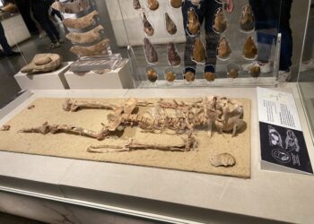 Facial reconstruction of 35,000-year-old man ‘lacks credibility’