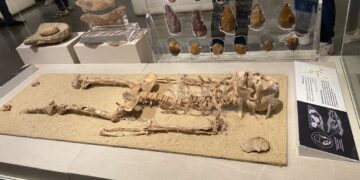 Facial reconstruction of 35,000-year-old man ‘lacks credibility’