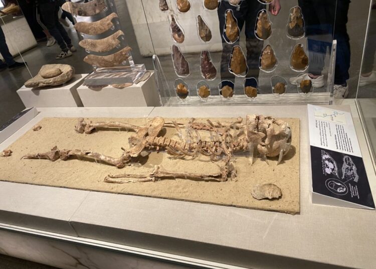 Facial reconstruction of 35,000-year-old man ‘lacks credibility’ 1 - Egyptian Gazette The laid-out skeleton of a young man dates back to the Upper Paleolithic age, 35,000 years. He was buried near the village of Nazlet Khater in Sohag governorate. It is on display at the National Museum of Egyptian Civilization in Fustat, Old Cairo.