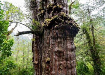 World’s ‘oldest’ tree able to reveal planet’s secrets