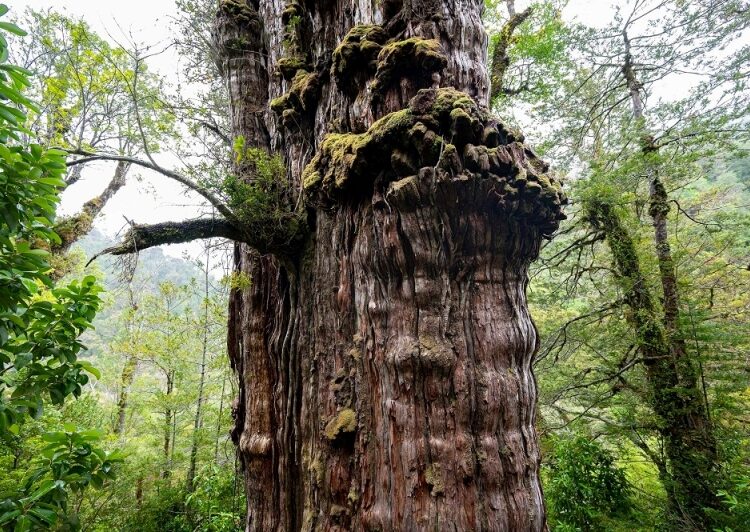 World's 'oldest' tree able to reveal planet's secrets 2 - Egyptian Gazette World's 'oldest' tree able to reveal planet's secrets 1 - Egyptian Gazette