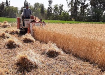 1.2m tonnes of wheat bought locally