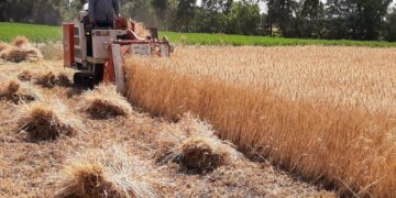 1.2m tonnes of wheat bought locally