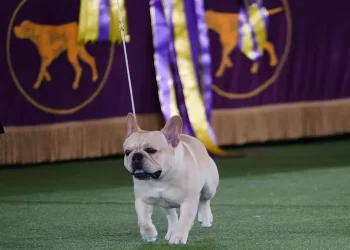 The Frenchie becomes a favourite — and a dog-show contender