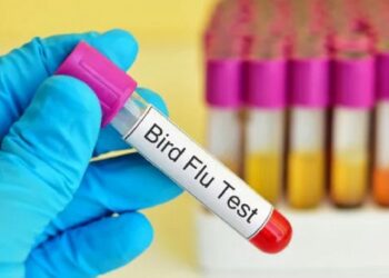 Brazil investigates suspected bird flu case in human