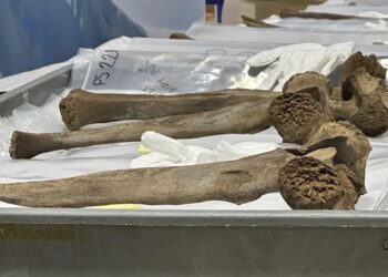 Mastodon bones unearthed to go on display