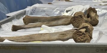 Mastodon bones unearthed to go on display 1 - Egyptian Gazette Mastodon bones unearthed to go on display