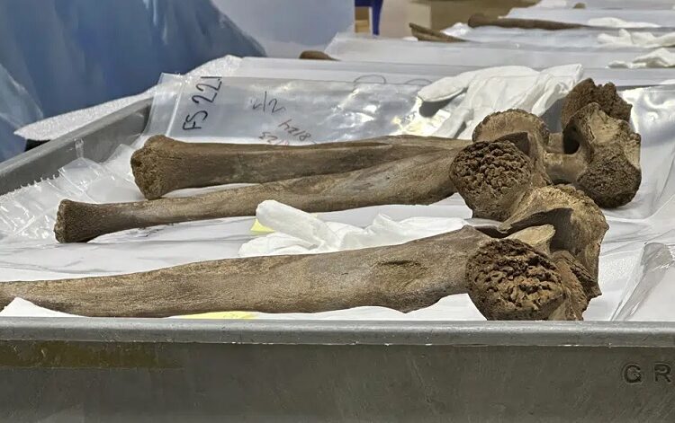 Mastodon bones unearthed to go on display 1 - Egyptian Gazette Mastodon bones are displayed at the Grand Rapids Public Museum on May 18, 2023, in Grand Rapids, Michigan.
