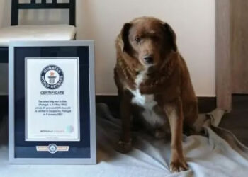 World’s oldest dog, according to Guinness, celebrates 31st birthday