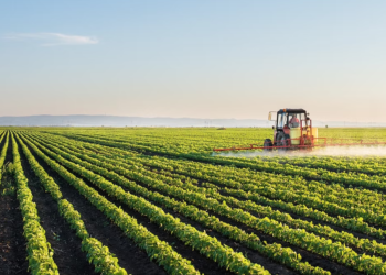 Untreated sludge causing disease, sometimes death