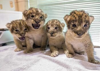 African lion pride swells with birth of 4 cubs at Buffalo Zoo