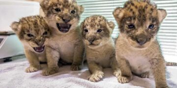 African lion pride swells with birth of 4 cubs at Buffalo Zoo