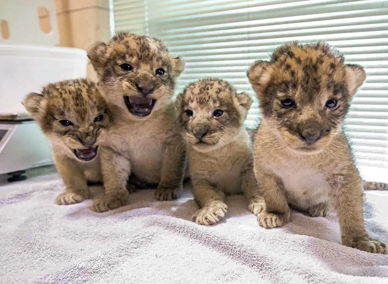 African lion pride swells with birth of 4 cubs at Buffalo Zoo ...