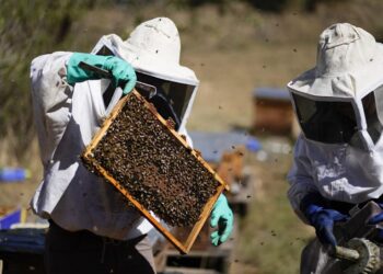 The women on a mission to save Mexico City’s bees