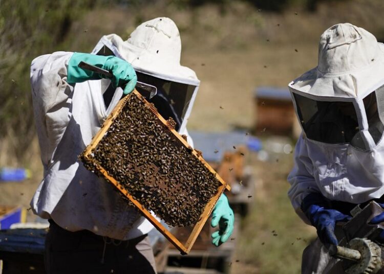 Adriana Veliz, left, and Lucy Millan search for the queen bee from their most recent rescue in Xochimilco, Mexico.