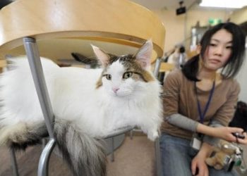 Japanese app aims to detect cat pain