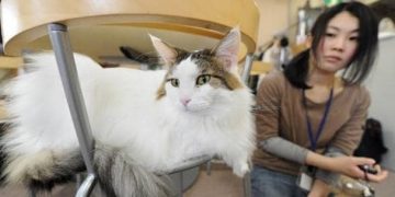 Japanese app aims to detect cat pain