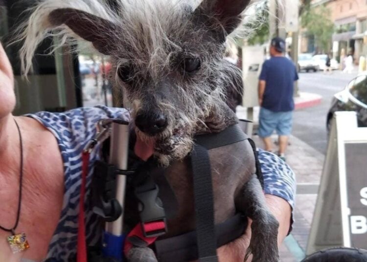‘Hairy hippopotamus’: Scooter, the Chinese Crested, has been judged the world’s ugliest dog 1 - Egyptian Gazette