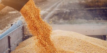 Egypt’s wheat reserves sufficient for five months, says FEI