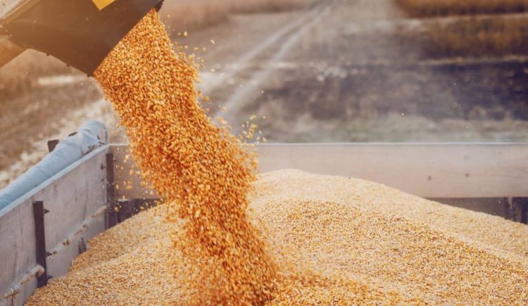Egypt's wheat reserves sufficient for five months, says FEI 11 - Egyptian Gazette
