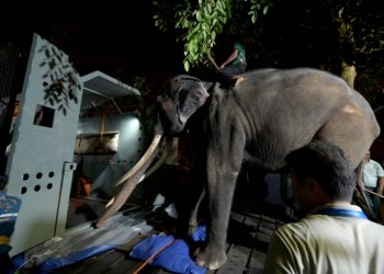 Neglected elephant touches down in Thai homeland after flight