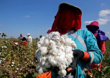 Egypt to list cotton in commodities exchange