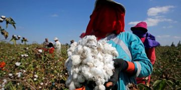 Egypt to list cotton in commodities exchange
