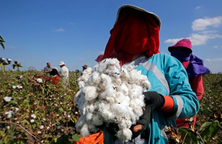 Egypt to list cotton in commodities exchange 1 - Egyptian Gazette