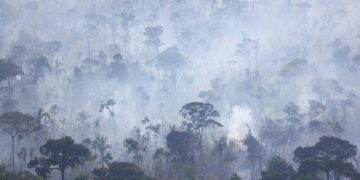 Environmentalists step up Amazon monitoring as fire season picks up