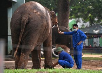 Push to free chained elephants at Hanoi zoo