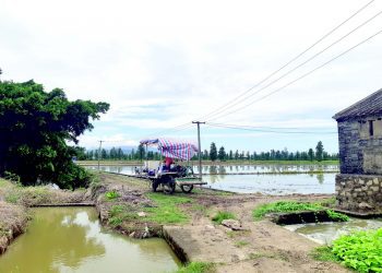 Egypt-China agricultural co-operation gives room for old traditions to flourish   