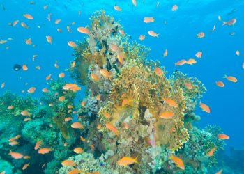 ‘New diving sites in Hurghada aim to preserve coral reefs’