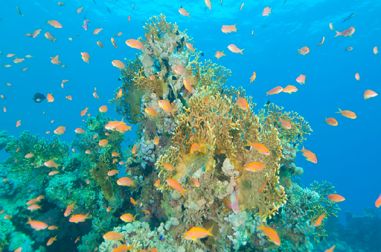 'New diving sites in Hurghada aim to preserve coral reefs' 2 - Egyptian Gazette 'New diving sites in Hurghada aim to preserve coral reefs' 1 - Egyptian Gazette